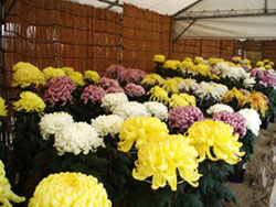 Kikka-ten (Chrysanthemum exhibition)